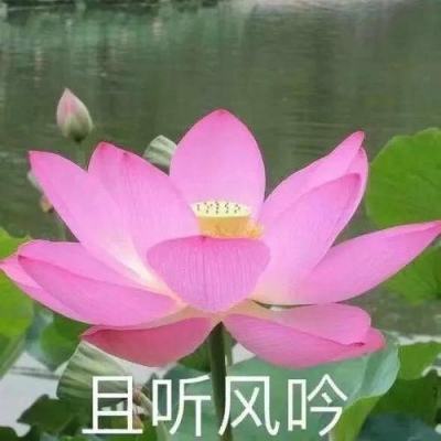 （转载）我国著名数学家北京大学袁新意教授评论姜萍事件
